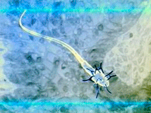 img-8.gif